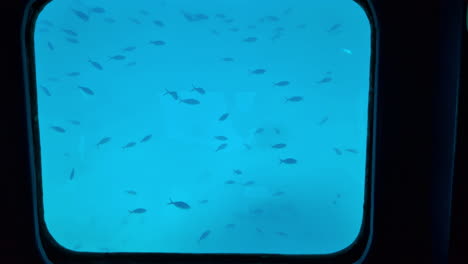 Slowmotion-view-of-small-fish-swimming-in-the-sea-seen-from-an-underwater-marine-tour