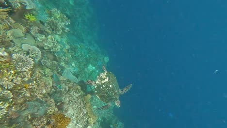 Closeup-underwater-view-of-beautiful-Hawksbill-sea-turtle-swimming-and-gliding-over-coral-reef-in-Coral-Triangle-of-Timor-Leste,-Southeast-Asia