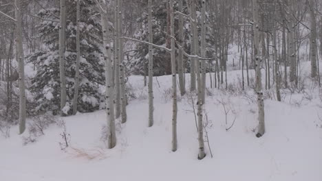 Snowing-snowy-winter-blizzard-Aspen-forest-Snowmass-Pitkin-county-wilderness-aerial-drone-Rocky-Mountains-Colorado-Basalt-Carbondale-Sopris-Maroon-Bells-Ashcroft-Independence-Pass-glide-left-motion