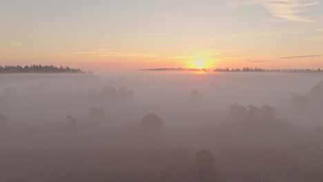 Aerial-view-of-full-purple-colors-of-the-heather-in-early-morning,-Netherlands