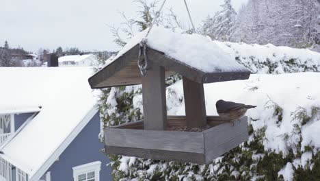 Hungry-Nuthatch,-Great-tit,-And-Eurasian-Blue-Tit-Birds-Feeding-On-Hanging-Birdhouse-Feeder