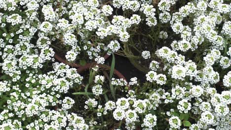 Giga-Weiße-Alyssum-Blumen-Blühen-Im-Park