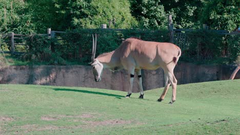 Vista-De-Perfil-En-Cámara-Lenta-Del-Eland-Taurotragus-Oryx-Sacudiendo-La-Cabeza-Y-La-Cola