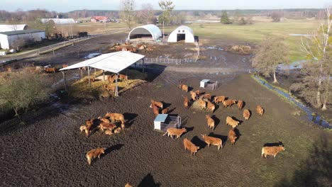 Braune-Kuhherde-Bauernhof-Sonniger-Tag-Antenne-Zirkulierende-Rechts