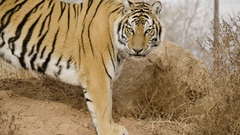 Tiger-eating-slow-motion-close-up