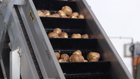 POV-Shot-Kartoffeln-Werden-In-Wasser-Gewaschen-Und-Sind-Bereit,-Zu-Chips-Verarbeitet-Zu-Werden