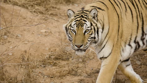 Tigre-Naranja-Caminando-En-Cámara-Lenta