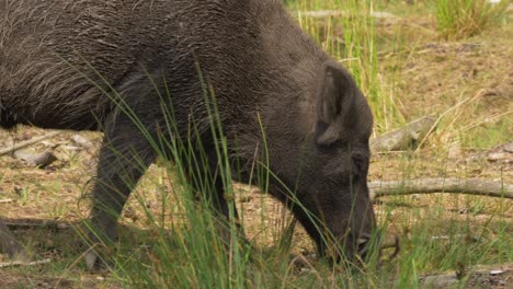 Wild-Boar-Sniffing-Grassy-Ground-In-Soft-Sunshine-Close-Up-Slow-Motion