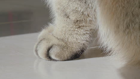 Close-up-of-two-fluffy-front-paws-of-a-charming-cat-with-white-whiskers-sitting-in-the-sun