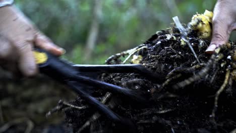 Cleaning-off-dirt-from-ginger-root-freshly-harvested-from-a-pot-using-a-gardening-tool