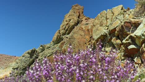 Wild-flowers-and-cliff-formations-in-desert,-Tenerife,-Spain