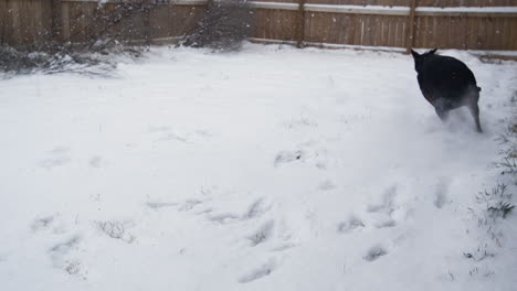 Black-Doberman-playing-in-snow-covered-yard,-captured-in-super-slow-motion