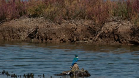 Visto-Desde-Su-Espalda-En-El-Medio-Mientras-Está-Encaramado-Sobre-Un-Tocón-Podrido-De-Un-árbol-En-El-Agua,-El-Martín-Pescador-De-Collar-Todiramphus-Chloris,-Tailandia