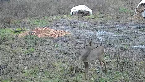 Deer-walking-by-a-feeder-being-alert