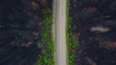 Camino-Forestal-De-Grava-En-Un-Día-Lluvioso-Y-Cambiante,-Vista-Aérea-Descendente-De-Arriba-Hacia-Abajo