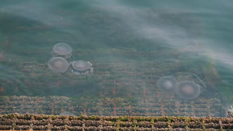 On-February-24,-2024,-Fried-egg-jellyfish-swims-on-the-surface-of-the-seawater-along-the-coastline-of-Sharjah-in-the-United-Arab-Emirates