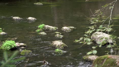 Piedras-En-El-Flujo-Del-Río-Ahja