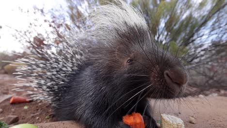 african-porcupine-eating-food-scraps-closeup-wide-angle-slomo