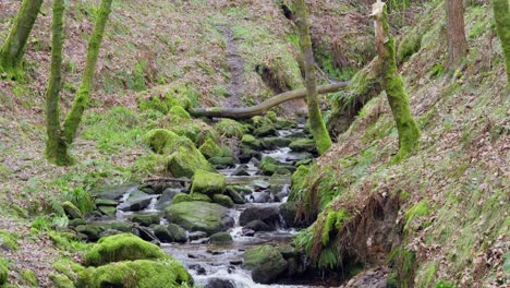 Small,-slow-moving-woodland-stream,-flowing-slowly-through-the-forest-trees