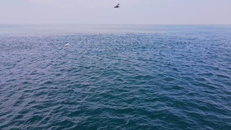 Pod-of-common-dolphins-swim-and-jump-along-open-ocean-surface,-aerial-view