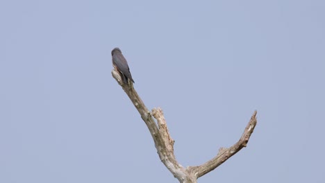 Mirando-Hacia-La-Cámara-Y-Alrededor-Mientras-Está-Encaramado-En-Lo-Alto-De-Una-Rama-Desnuda,-Golondrina-Cenicienta-Artamus-Fuscus,-Tailandia