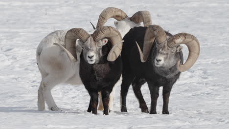 Herd-Of-Thinhorn-Sheep-Rams-Standing-On-Snow-In-Yukon,-Canada