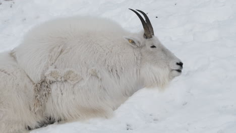 Mountain-Goat-Resting-On-Snow-In-Yukon,-Canada