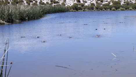 Grey-phalarope-bird-has-unique-feeding-behaviour,-spinning-on-pond