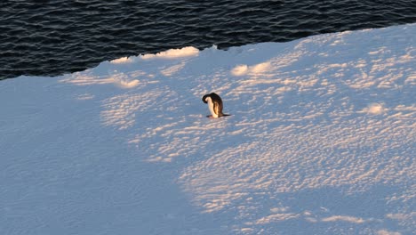 Einsamer-Pinguin-Auf-Einer-Eisscholle,-Beleuchtet-Von-Der-Untergehenden-Sonne-In-Der-Antarktis