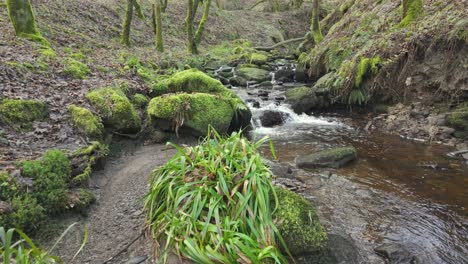 Small,-slow-moving-woodland-stream,-flowing-slowly-through-the-forest-trees