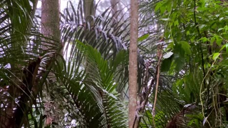 La-Lluvia-Cae-Sobre-Los-Densos-árboles-Del-Bosque.