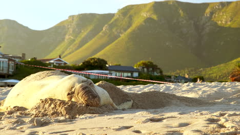 Elefante-Marino-Del-Sur-Toma-Una-Cómoda-Siesta-En-La-Playa-De-Arena-De-Onrus,-Overstrand