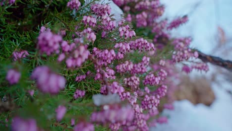 Flores-De-Brezo-En-Flor-Con-Parches-De-Nieve,-Enfoque-Superficial