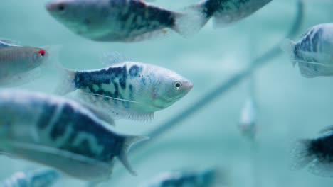 Cute-blue-fish-of-three-spot-gourami-type