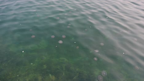 On-February-24,-2024,-Fried-egg-jellyfish-swims-on-the-surface-of-the-seawater-along-the-coastline-of-Sharjah-in-the-United-Arab-Emirates