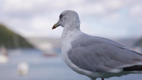 Seagukk-Close-Up,-Bird-Animal-on-Coast-of-Isle-of-Skye,-Scorland-UK