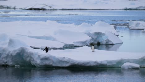 Dos-Pingüinos-Sobre-Un-Témpano-De-Hielo-En-La-Antártida.