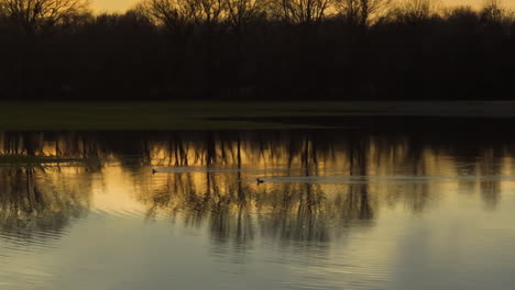 Swan-gliding-on-water-at-sunset-with-trees-reflecting-in-calm-river-at-Loosahatchie-Park,-TN