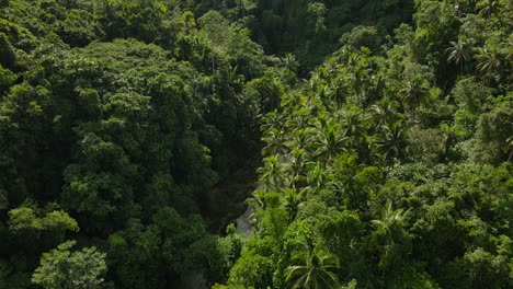 Top-down-drone-aerial-above-green-forest-jungle-tropical-lush-treetops,-dense-tropical-southeast-asian-travel-destination,-establishing-panoramic-landscape