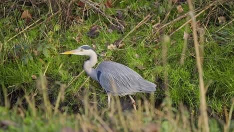 Graureiher-Wasservogel-Watet-Mit-Großen-Schritten-In-Grasbewachsenen-Feuchtgebieten