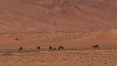 Dromedarios-En-El-Sáhara-Occidental,-Mauritania-Y-Marruecos