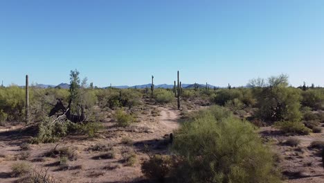 Picturesque-desert-landscape-with-Saguaro-cactuses-and-dirt-road-in-Sonoran-Desert
