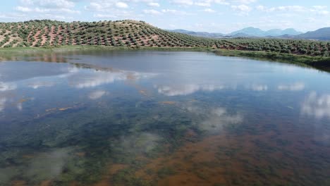 Luftbild-Eines-Natürlichen-Sees,-Umgeben-Von-Olivenbäumen