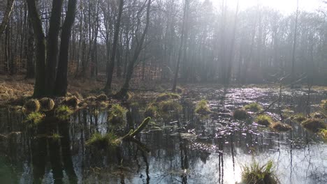 Überlauf-Land-Wasser-Im-Wald-Sonnigen-Tag-Luftbild-Dolly-Zurück-Bewegen