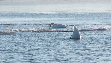 Two-white-Mute-Swans-tilt-upside-down-to-feed-in-freezing-winter-water