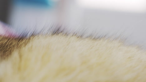 Close-up-of-cat-fur-with-hairs-standing-on-end