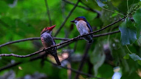 Mother-bird-on-the-left-and-a-male-fledgling-on-the-right-facing-each-other-as-they-talk-together-about-life,-Banded-Kingfisher-Lacedo-pulchella,-Thailand