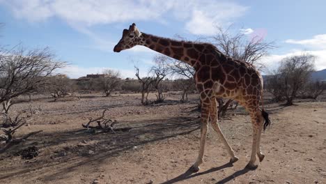 Giraffe-Läuft-Im-Trockenen-Busch-In-Der-Nähe-Der-Zivilisation-Zeitlupe