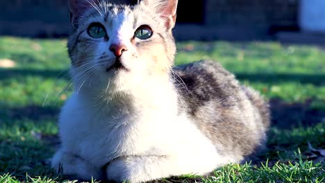 Eine-Standaufnahme-Einer-Hauskatze,-Die-Sich-Umschaut,-Während-Sie-Schläfrig-Auf-Dem-Rasen-Liegt