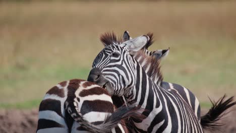 Un-Par-De-Cebras-Acicalándose-En-Ol-Pejeta-Conservancy,-Kenia,-África